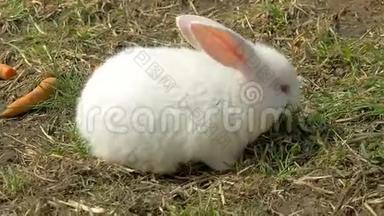小白兔吃草.